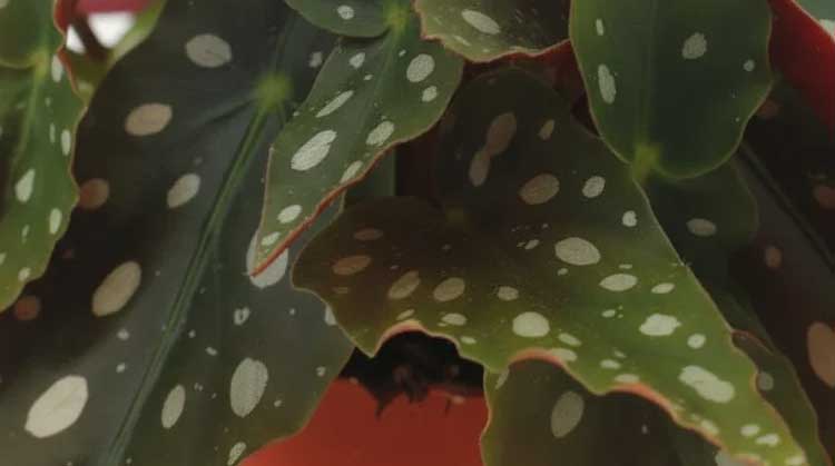 PILLOLE DI DESIGN_Begonia